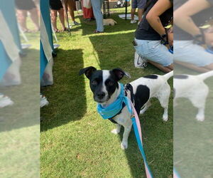 Little Boy *courtesy post - Male Jack-Rat Terrier Dog for Adoption - Photo #2