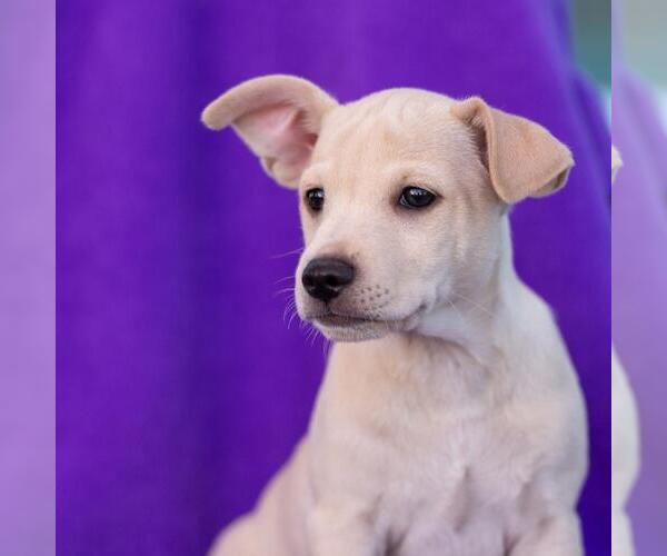 Medium Photo #12 Chug Puppy For Sale in San Diego, CA, USA