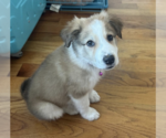 Small #4 Great Pyrenees Mix