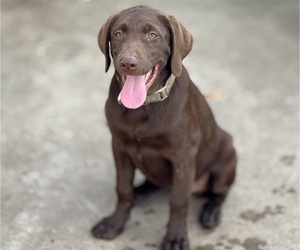 Labrador Retriever Puppy for Sale in SAN ANTONIO, Texas USA