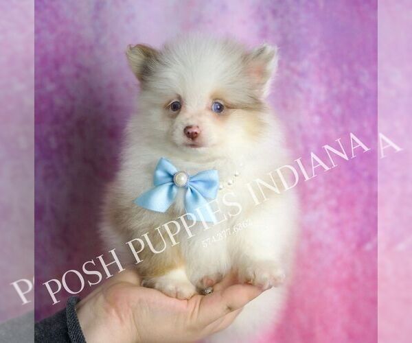 Medium Photo #6 Pomeranian Puppy For Sale in WARSAW, IN, USA