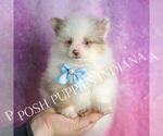 Small #5 Pomeranian