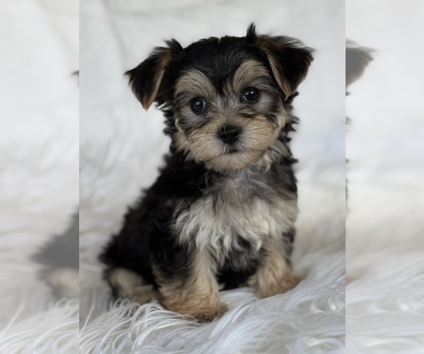 Medium Photo #7 Morkie Puppy For Sale in ROCK STREAM, NY, USA