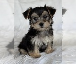 Small #6 Morkie