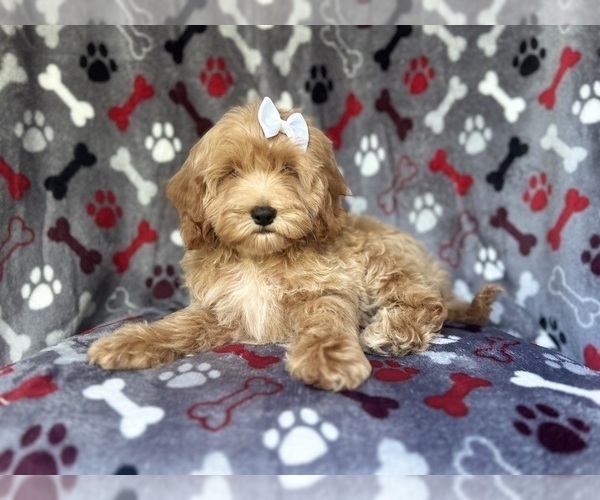Medium Photo #7 Cock-A-Poo Puppy For Sale in LAKELAND, FL, USA