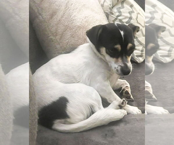 Medium Photo #6 Chihuahua-Unknown Mix Puppy For Sale in Corona, CA, USA