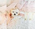 Small #16 Maltese