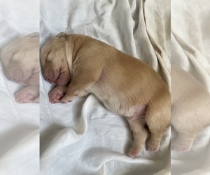 Golden Labrador Puppy for Sale in FARMINGTON, Missouri USA