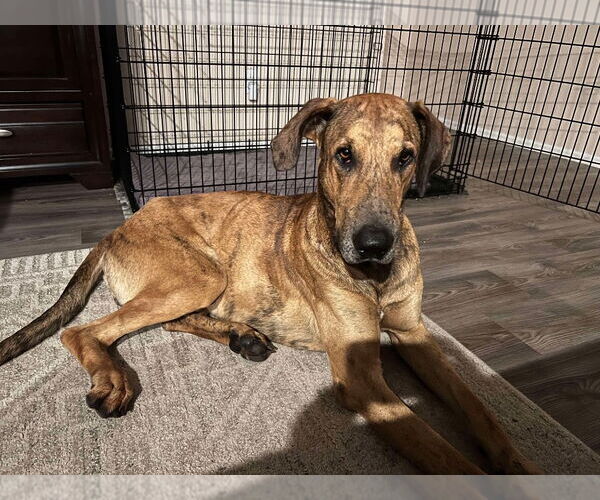 Medium Photo #6 Great Dane Puppy For Sale in Bullard, TX, USA