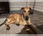 Small #5 Great Dane