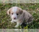 Small Photo #5 Pembroke Welsh Corgi Puppy For Sale in ELKTON, KY, USA