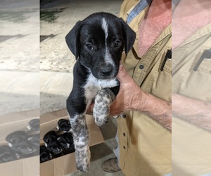 Border Collie-Unknown Mix Puppy for sale in CARBONDALE, IL, USA