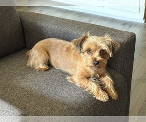 Mother of the Yorkshire Terrier puppies born on 08/20/2025
