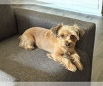 Small Photo #1 Yorkshire Terrier Puppy For Sale in NEWTON, NC, USA