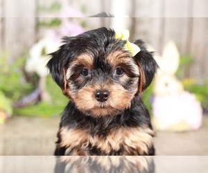 Yorkshire Terrier Puppy for sale in MOUNT VERNON, OH, USA