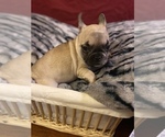 Small Photo #3 French Bulldog Puppy For Sale in LAKE ELSINORE, CA, USA