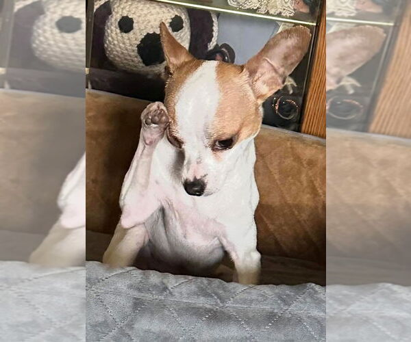 Medium Photo #6 Chihuahua-Unknown Mix Puppy For Sale in Westmont, IL, USA