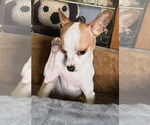 Small #5 Chihuahua Mix