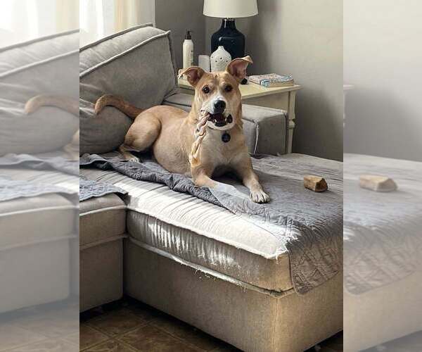 Medium Photo #12 Labrador Retriever-Unknown Mix Puppy For Sale in Springdale, PA, USA