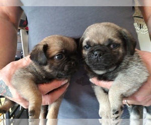 Pom-A-Pug Puppy for sale in CITY OF SPOKANE VALLEY, WA, USA