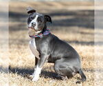 Small American Pit Bull Terrier Mix