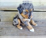 Small Photo #3 Australian Shepherd Puppy For Sale in RAYMORE, MO, USA