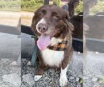 Small #4 Australian Shepherd Mix