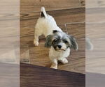 Small #1 Maltese Mix