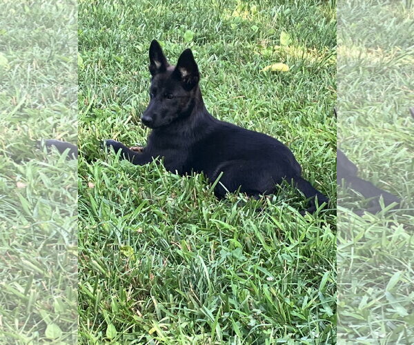 Medium Photo #2 German Shepherd Dog-Unknown Mix Puppy For Sale in Centreville, VA, USA