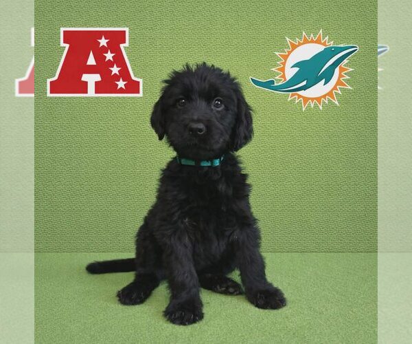 Medium Photo #1 Poodle (Standard)-Unknown Mix Puppy For Sale in New Oxford , PA, USA