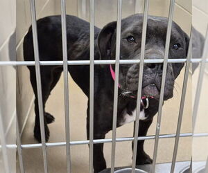 Mutt Dogs for adoption in Decatur, IL, USA