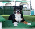 Small Australian Shepherd