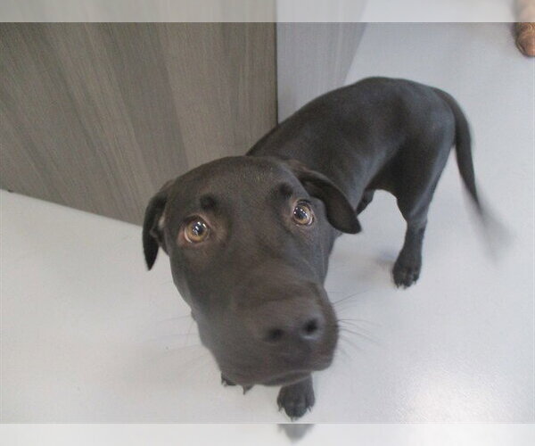 Medium Photo #1 Labrador Retriever Puppy For Sale in Ocala, FL, USA