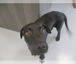 Labrador Retriever Dogs for adoption in Ocala, FL, USA