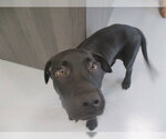 Small Labrador Retriever