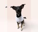 SAM - Female Mutt Dog for Adoption - Small photo