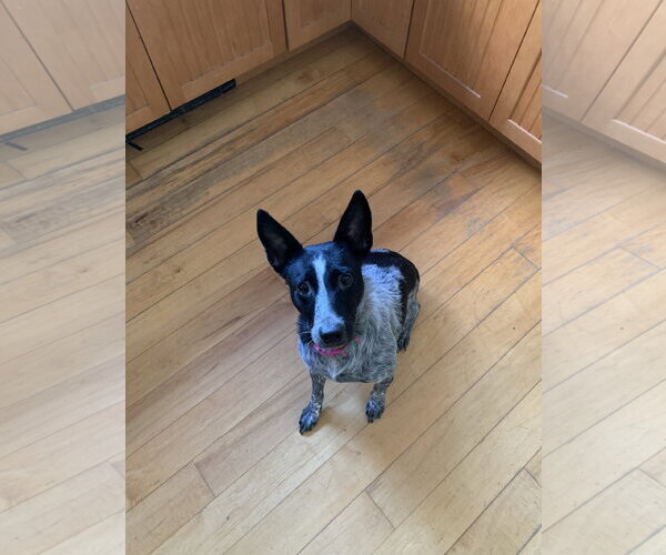 Medium Photo #2 Mutt Puppy For Sale in Garden City, NY, USA
