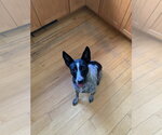 Small #1 Mutt