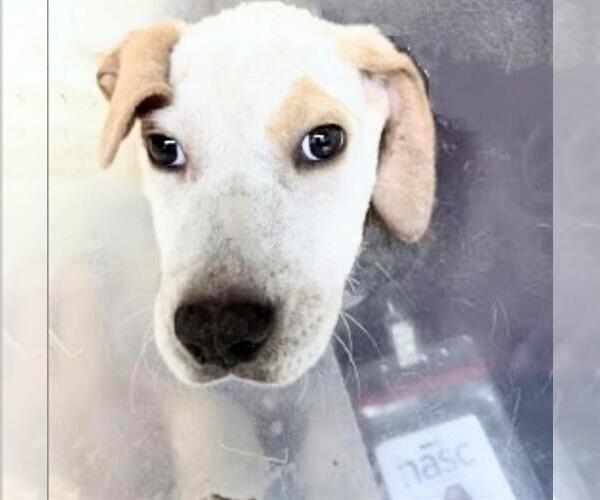 Medium Photo #3 Labrador Retriever-Unknown Mix Puppy For Sale in Houston, TX, USA