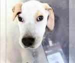 Small #2 Labrador Retriever Mix