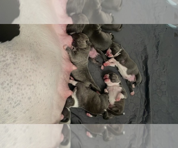 Medium Photo #6 American Bully Puppy For Sale in NAUGATUCK, CT, USA