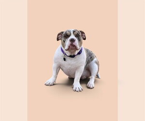 Poppy - Female Bulldog Dog for Adoption - Photo #4
