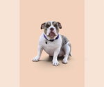 Small Photo #4 Bulldog Puppy For Sale in Menifee, CA, USA