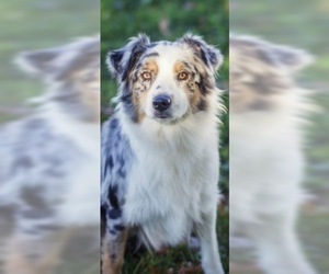 Mother of the Australian Shepherd puppies born on 03/23/2020
