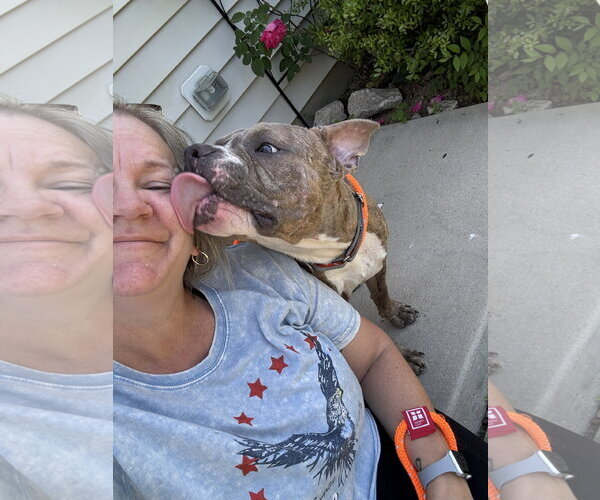 Medium Photo #5 Bull Terrier-Unknown Mix Puppy For Sale in Holly Springs, NC, USA