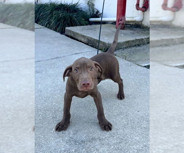 Medium Photo #1 Chihuahua-Unknown Mix Puppy For Sale in Sanford, FL, USA