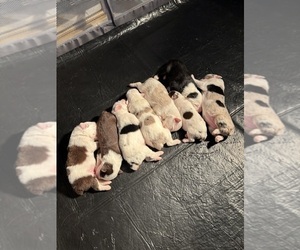 Australian Shepherd Puppy for Sale in RICHMOND, Texas USA