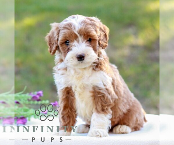 Medium Photo #3 Goldendoodle (Miniature) Puppy For Sale in LITITZ, PA, USA