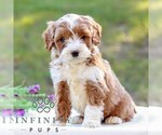 Evan - Male Goldendoodle (Miniature) Puppy for Sale - Photo #3