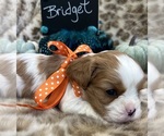 Small #5 Cavalier King Charles Spaniel